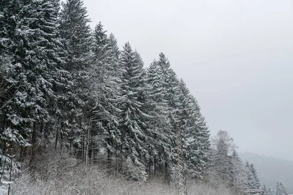 Fair Tree Forest Winter — Stock Photo, Image