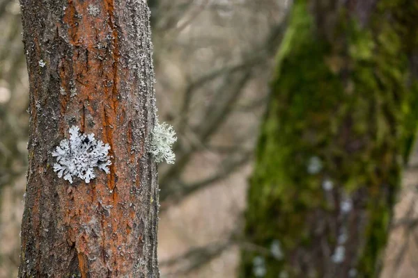 Trees and paths in forest. Slovakia