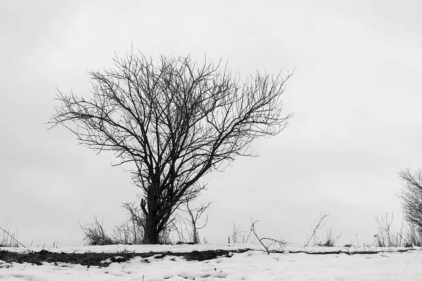 Одинокое Дерево Снежном Лугу — стоковое фото