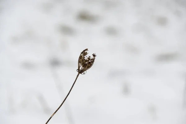 Close Shot Plant Snowy Meadow — Stok fotoğraf
