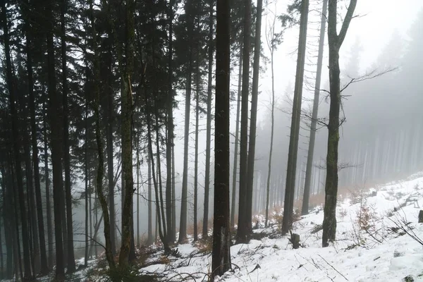 Floresta Inverno Nebulosa Dia Tempo Tiro — Fotografia de Stock