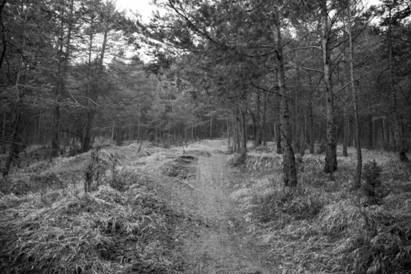 Straße Durch Wald Tagsüber Beschossen — Stockfoto