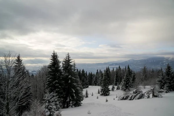 Natur Snö Vintern Slovakien — Stockfoto