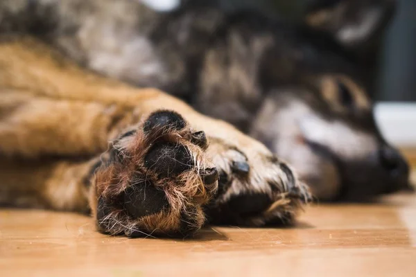 Alman Çoban Köpeği Yakın Çekim — Stok fotoğraf