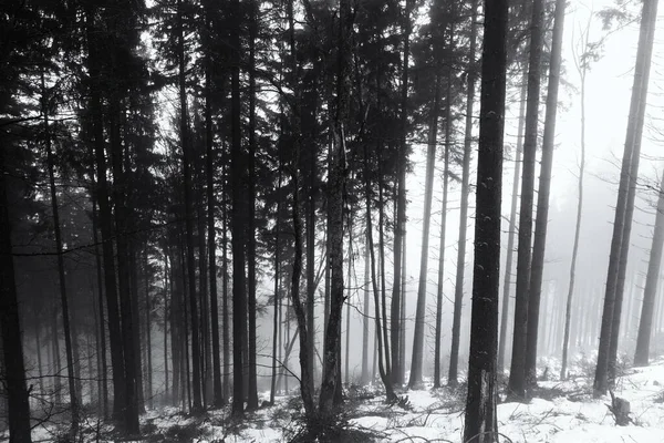 Ködös Téli Erdő Nap Idő Lövés — Stock Fotó