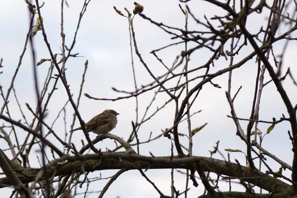 Oiseau Dans Parc — Photo