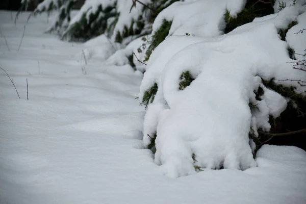 Στιγμιαία Λήψη Χειμερινού Δάσους — Φωτογραφία Αρχείου