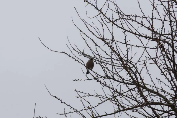 Oiseaux Dans Les Buissons Hiver — Photo