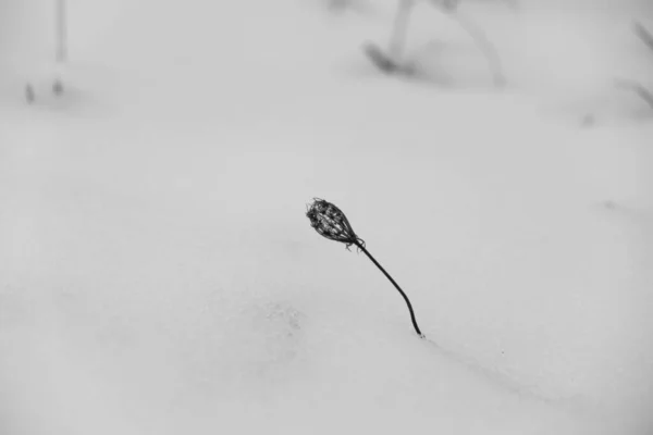 Close Shot Plant Snowy Meadow — 스톡 사진