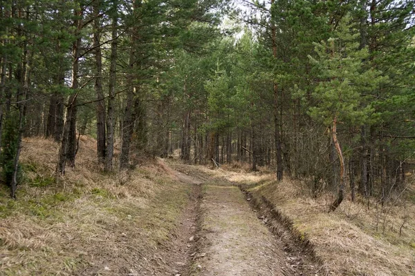 Weg Door Het Voorjaarsbos Dag Tijd Schot — Stockfoto