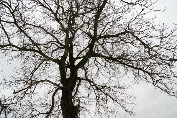 Einsamer Baum Auf Verschneiter Wiese — Stockfoto