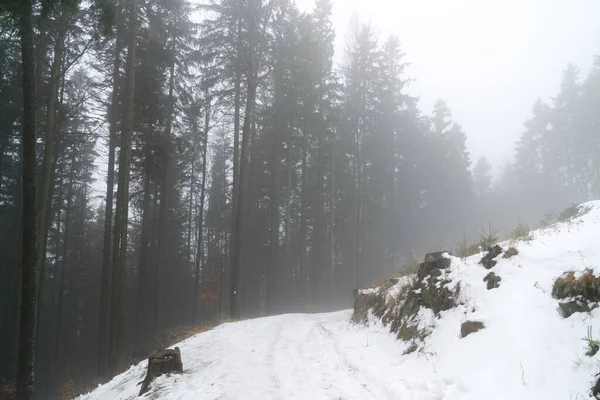 Nevoeiro Acima Floresta Inverno — Fotografia de Stock