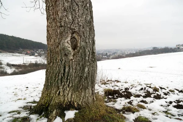 Árbol Solitario Prado Nevado —  Fotos de Stock