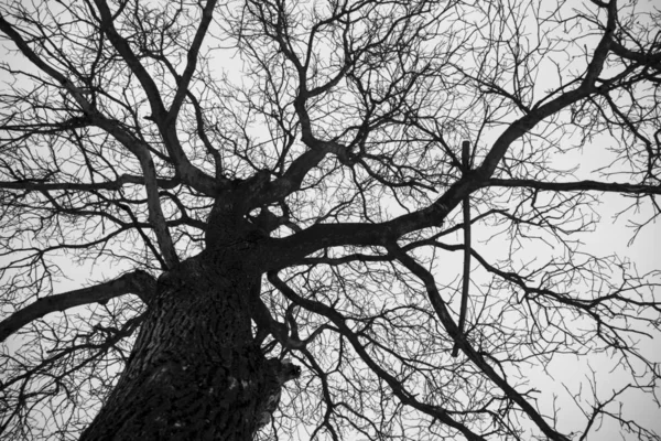 Денний Час Знімок Самотнього Дерева Засніженому Лузі — стокове фото