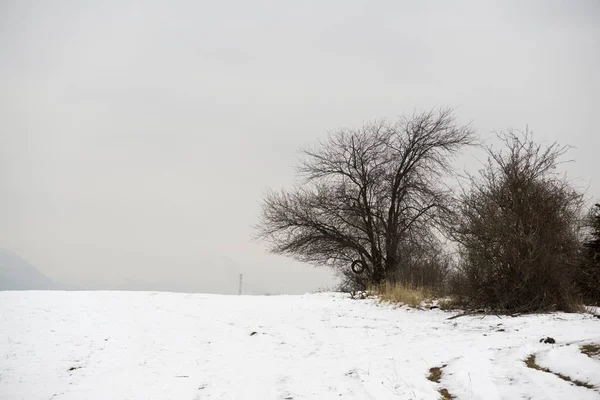 Ensam Träd Snöig Äng — Stockfoto