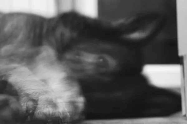 Tysk Herdehund Närbild Skott — Stockfoto