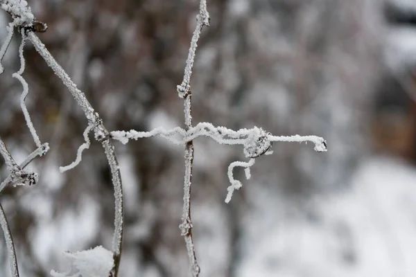 Natuur Onder Sneeuw Tijdens Winter Slowakije — Stockfoto