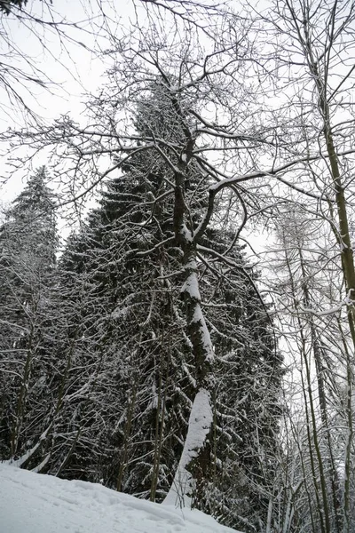 Téli Fenyőerdő — Stock Fotó