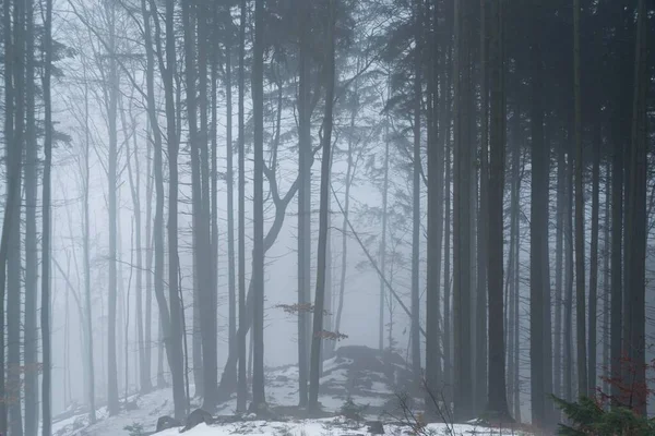 Nevoeiro Acima Floresta Dia Tiro — Fotografia de Stock