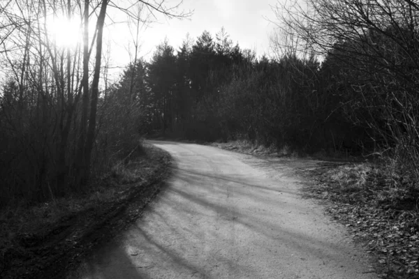春の森を通って道路 一日の撮影 — ストック写真