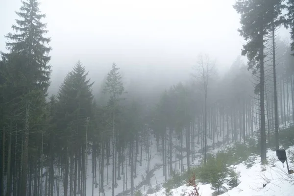 Niebla Sobre Bosque Invierno — Foto de Stock