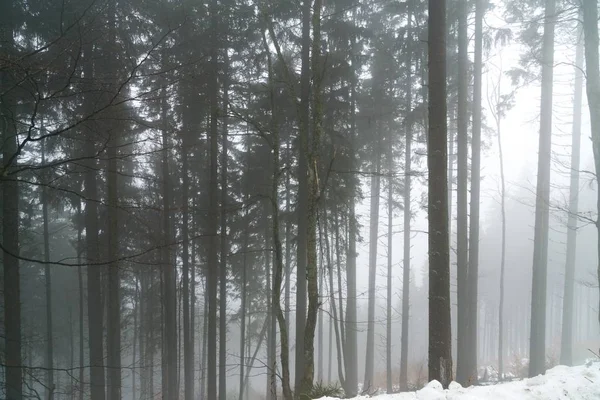 Floresta Inverno Nebulosa Dia Tempo Tiro — Fotografia de Stock