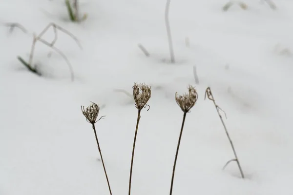 Крупный План Растения Снежном Лугу — стоковое фото
