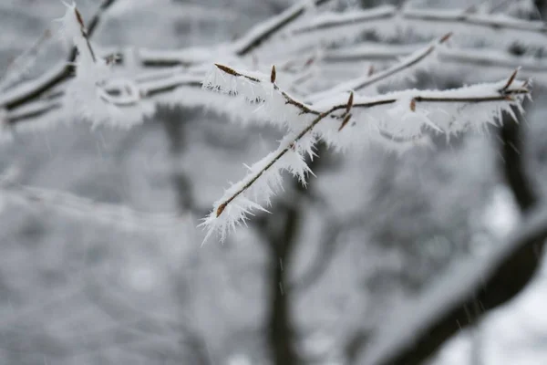 Natureza Coberta Neve Durante Inverno — Fotografia de Stock