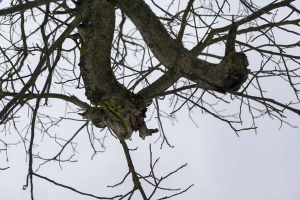Dzienne Ujęcie Samotnego Drzewa Zaśnieżonej Łące — Zdjęcie stockowe