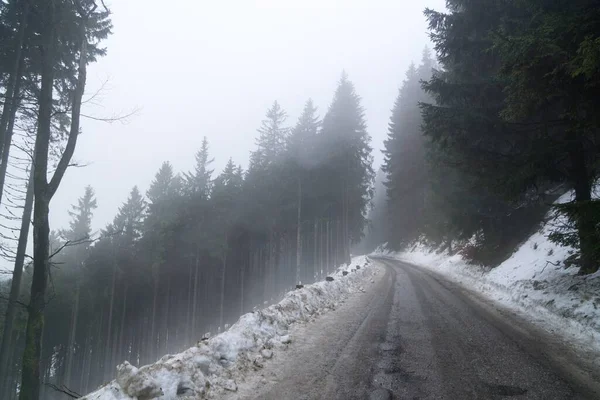 Dat Time Shot Winter Forest — Stock Photo, Image