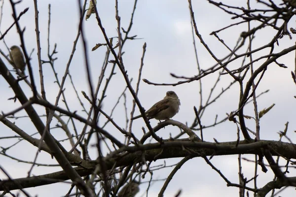 Oiseau Dans Parc — Photo