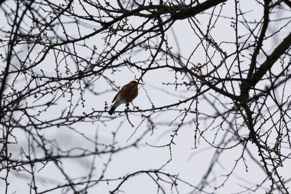 Birds Bushes Winter — 스톡 사진