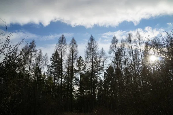 Primavera Bosque Día Disparo — Foto de Stock