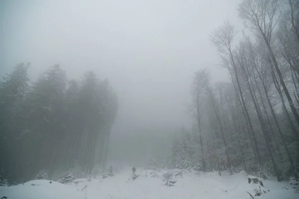 Természet Borított Télen — Stock Fotó