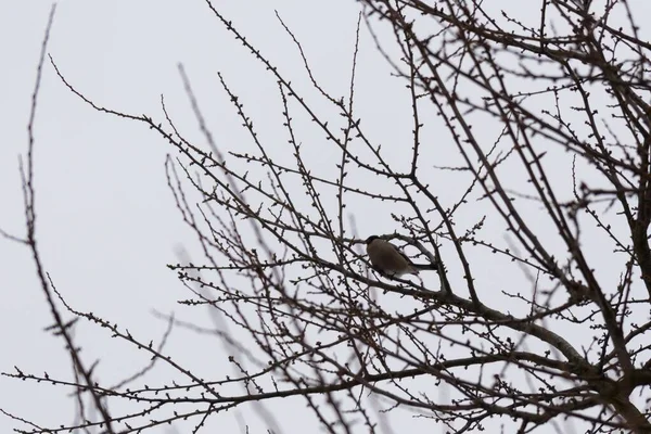 Fåglar Buskar Vintern — Stockfoto