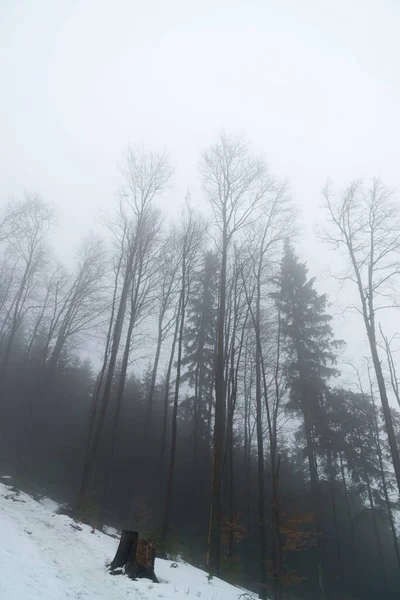 Nebbia Sopra Foresta Giorno Tempo Girato — Foto Stock