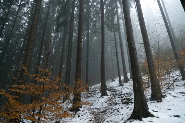 Brouillard Dessus Forêt Jour Heure Prise — Photo