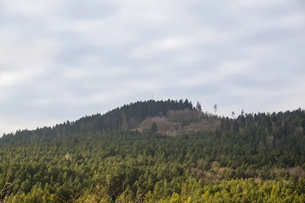 Alberi Sentieri Nella Foresta Slovacchia — Foto Stock