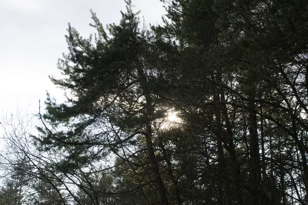 Frühling Wald Tag Zeit Erschossen — Stockfoto