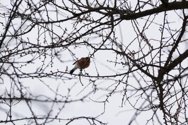 Aves Arbustos Durante Inverno — Fotografia de Stock