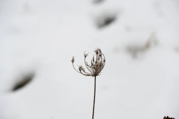 Close Shot Plant Snowy Meadow — 스톡 사진