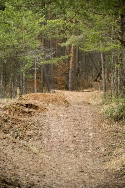 Droga Przez Las Dzień Strzał — Zdjęcie stockowe