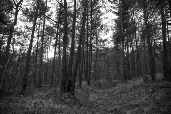 Wilder Wald Tag Zeit Erschossen — Stockfoto