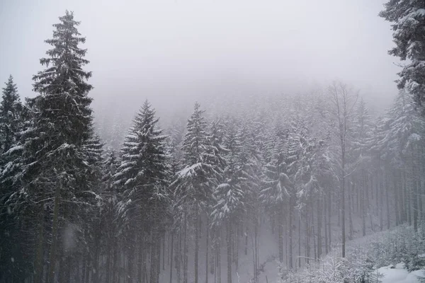 Bosque Árboles Justo Invierno — Foto de Stock