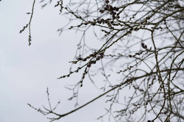 Jour Plan Horaire Des Arbres Plan Rapproché — Photo