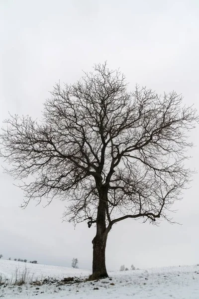 Tagesschuss Von Einsamem Baum Auf Schneebedeckter Wiese — Stockfoto