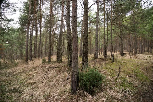 Vild Skog Dag Skott — Stockfoto