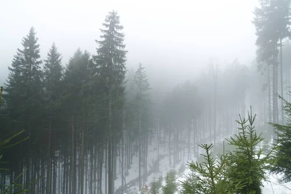 Niebla Invierno Bosque Día Disparo —  Fotos de Stock