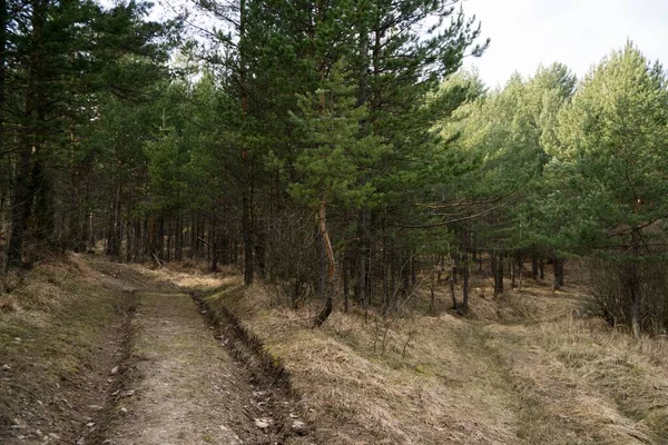 Camino Través Del Bosque Primavera Disparo Día — Foto de Stock