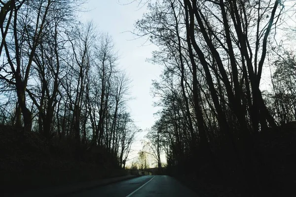 Arbres Sentiers Forêt Slovaquie — Photo